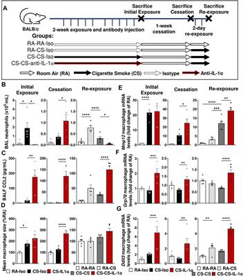 Smoking status impacts treatment efficacy in smoke-induced lung inflammation: A pre-clinical study